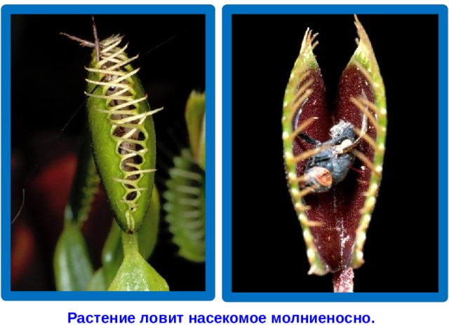 Растение ловит насекомое молниеносно.