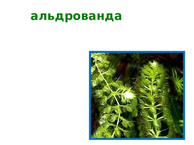 альдрованда