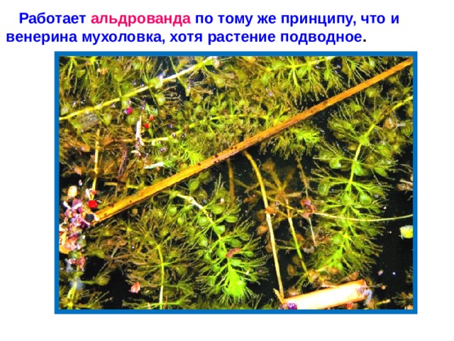 Работает альдрованда по тому же принципу, что и венерина мухоловка, хотя растение подводное .