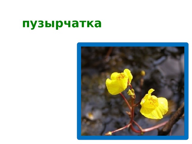 пузырчатка