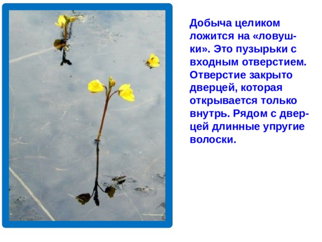 Добыча целиком ложится на «ловуш- ки». Это пузырьки с входным отверстием. Отверстие закрыто дверцей, которая открывается только внутрь. Рядом с двер- цей длинные упругие волоски.