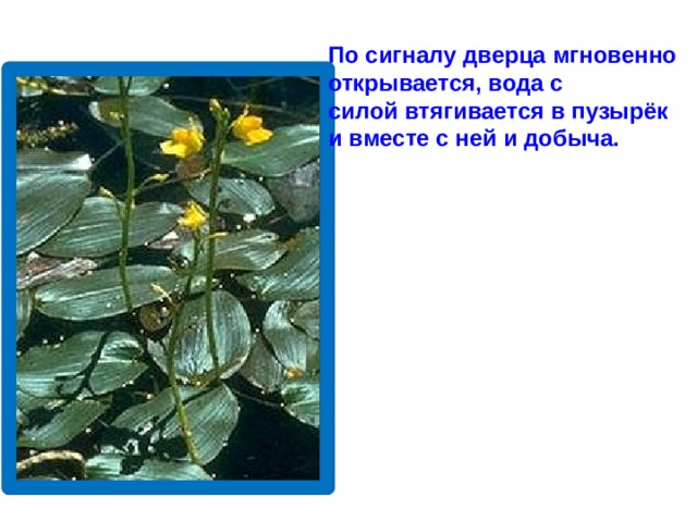 По сигналу дверца мгновенно открывается, вода с силой втягивается в пузырёк и вместе с ней и добыча.