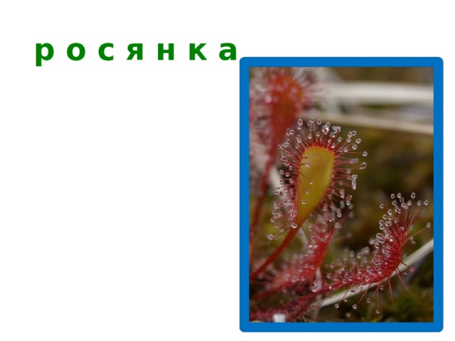 р о с я н к а