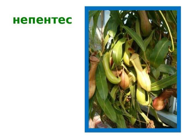 непентес