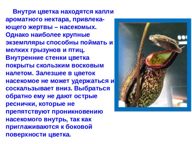 Внутри цветка находятся капли ароматного нектара, привлека-ющего жертвы – насекомых. Однако наиболее крупные экземпляры способны поймать и мелких грызунов и птиц. Внутренние стенки цветка покрыты скользким восковым налетом. Залезшее в цветок насекомое не может удержаться и соскальзывает вниз. Выбраться обратно ему не дают острые реснички, которые не препятствуют проникновению насекомого внутрь, так как приглаживаются к боковой поверхности цветка.