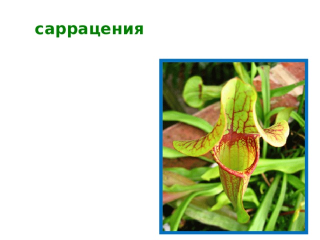 саррацения