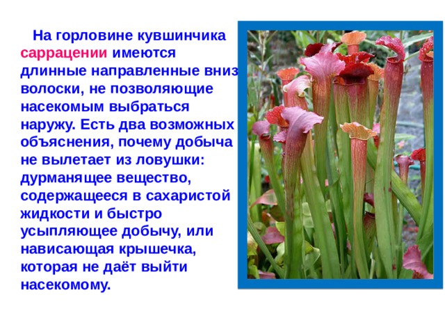 На горловине кувшинчика саррацении имеются длинные направленные вниз волоски, не позволяющие насекомым выбраться наружу. Есть два возможных объяснения, почему добыча не вылетает из ловушки: дурманящее вещество, содержащееся в сахаристой жидкости и быстро усыпляющее добычу, или нависающая крышечка, которая не даёт выйти насекомому.