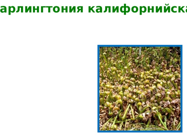 дарлингтония калифорнийская