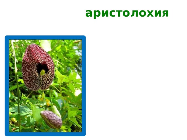 аристолохия