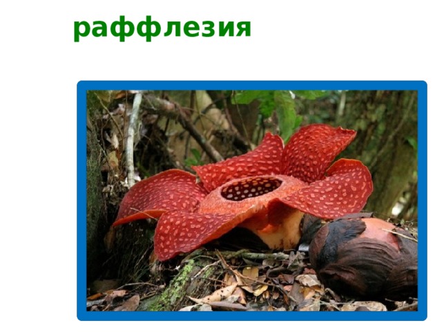 раффлезия