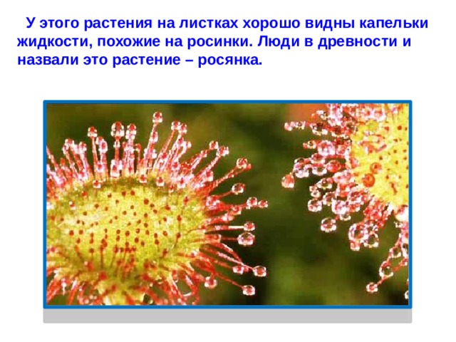 У этого растения на листках хорошо видны капельки жидкости, похожие на росинки. Люди в древности и назвали это растение – росянка.