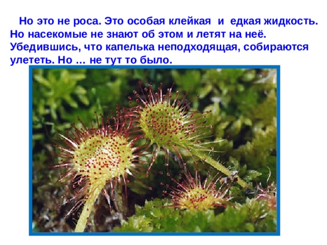 Но это не роса. Это особая клейкая и едкая жидкость. Но насекомые не знают об этом и летят на неё. Убедившись, что капелька неподходящая, собираются улететь. Но … не тут то было.