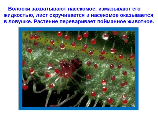 Волоски захватывают насекомое, измазывают его жидкостью, лист скручивается и насекомое оказывается в ловушке. Растение переваривает пойманное животное.