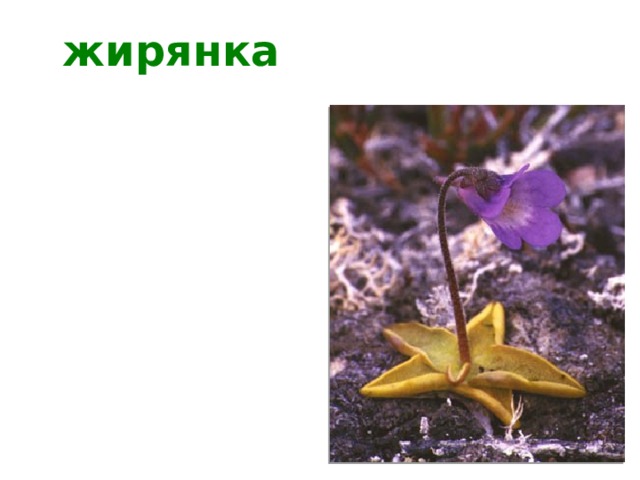 жирянка