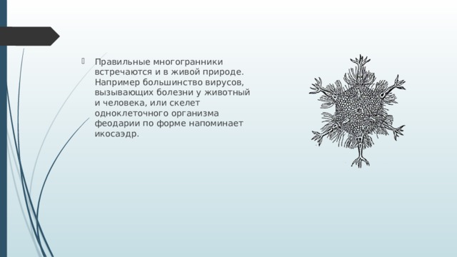 Правильные многогранники встречаются и в живой природе. Например большинство вирусов, вызывающих болезни у животный и человека, или скелет одноклеточного организма феодарии по форме напоминает икосаэдр.