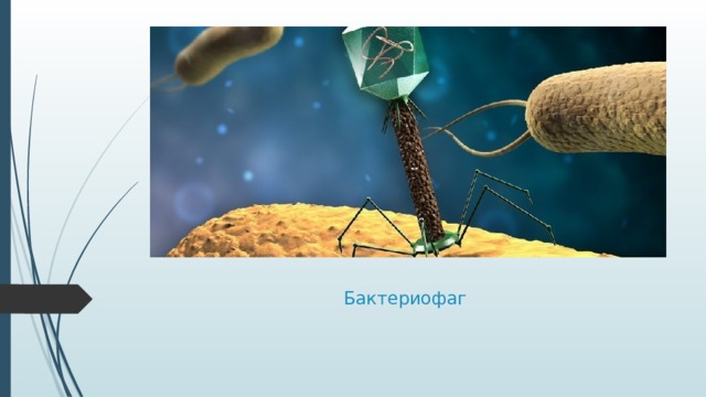 Бактериофаг