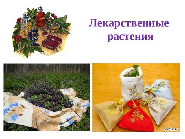 Лекарственные растения