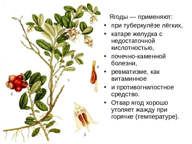 Ягоды — применяют:
