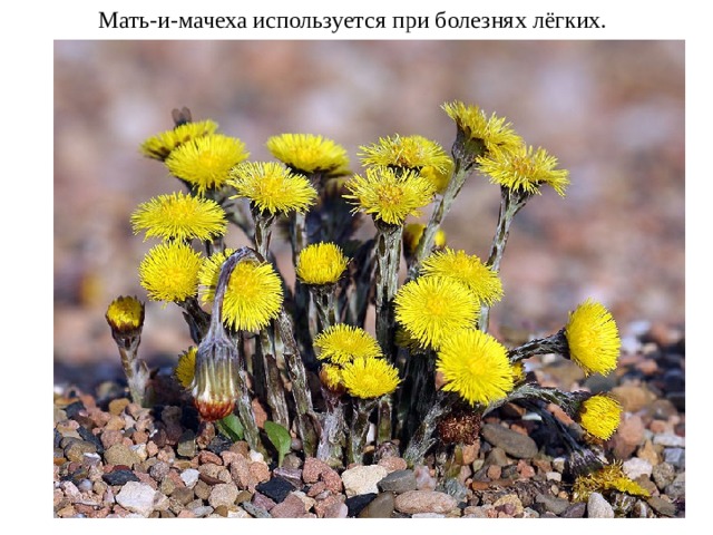 Мать-и-мачеха используется при болезнях лёгких.