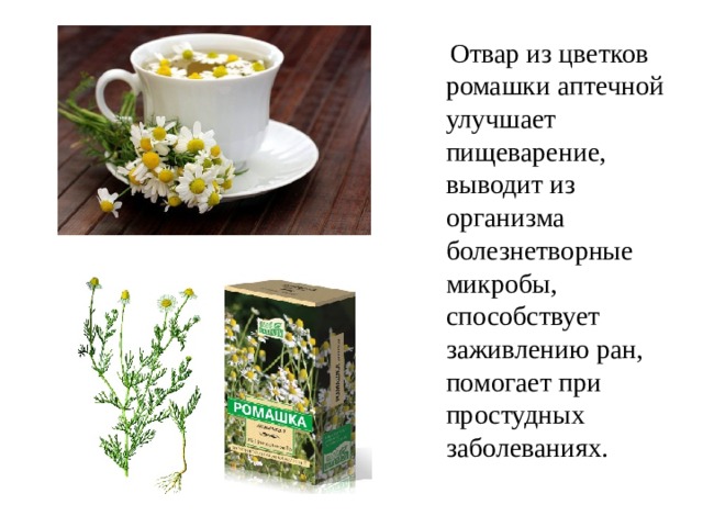 Отвар из цветков ромашки аптечной улучшает пищеварение, выводит из организма болезнетворные микробы, способствует заживлению ран, помогает при простудных заболеваниях.