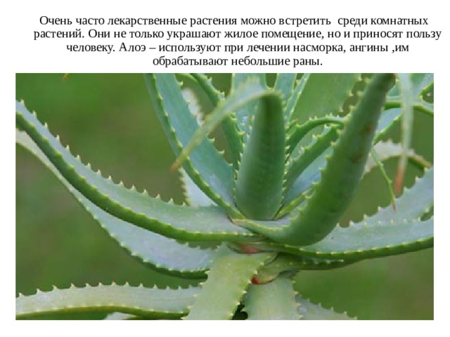 Очень часто лекарственные растения можно встретить среди комнатных растений. Они не только украшают жилое помещение, но и приносят пользу человеку. Алоэ – используют при лечении насморка, ангины ,им обрабатывают небольшие раны.