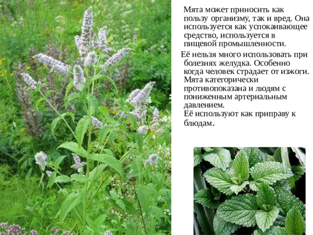 Мята может приносить как пользу организму, так и вред. Она используется как успокаивающее средство, используется в пищевой промышленности.  Её нельзя много использовать при болезнях желудка. Особенно когда человек страдает от изжоги. Мята категорически противопоказана и людям с пониженным артериальным давлением.  Её используют как приправу к блюдам .