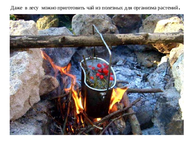 Даже в лесу можно приготовить чай из полезных для организма растений .