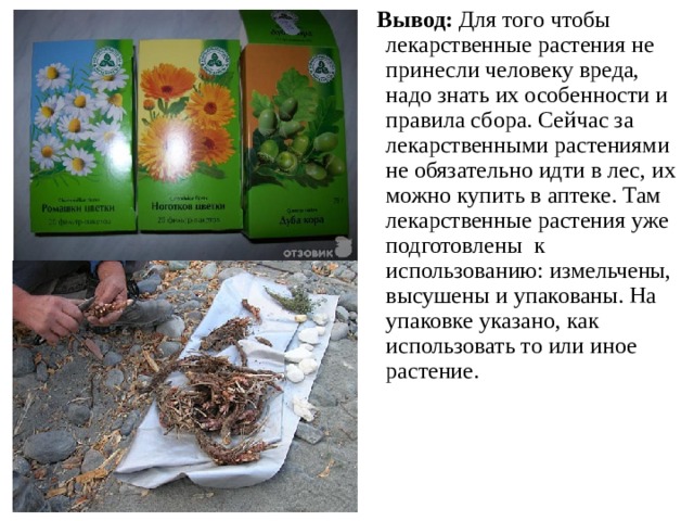 Вывод: Для того чтобы лекарственные растения не принесли человеку вреда, надо знать их особенности и правила сбора. Сейчас за лекарственными растениями не обязательно идти в лес, их можно купить в аптеке. Там лекарственные растения уже подготовлены к использованию: измельчены, высушены и упакованы. На упаковке указано, как использовать то или иное растение.