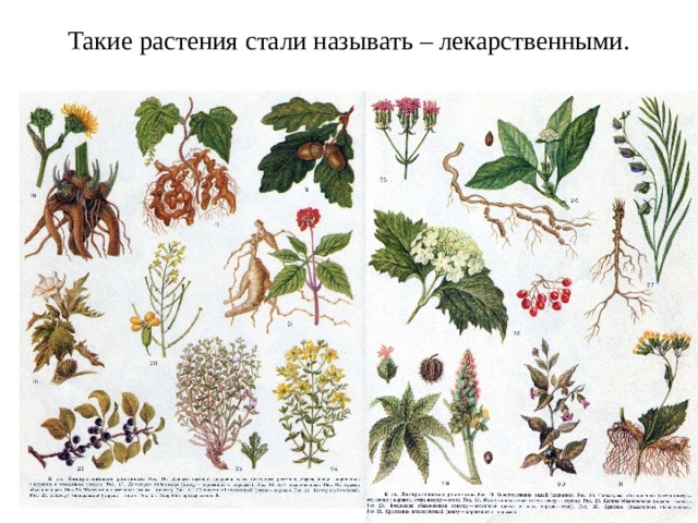 Такие растения стали называть – лекарственными.