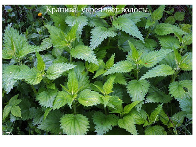 Крапива укрепляет волосы.
