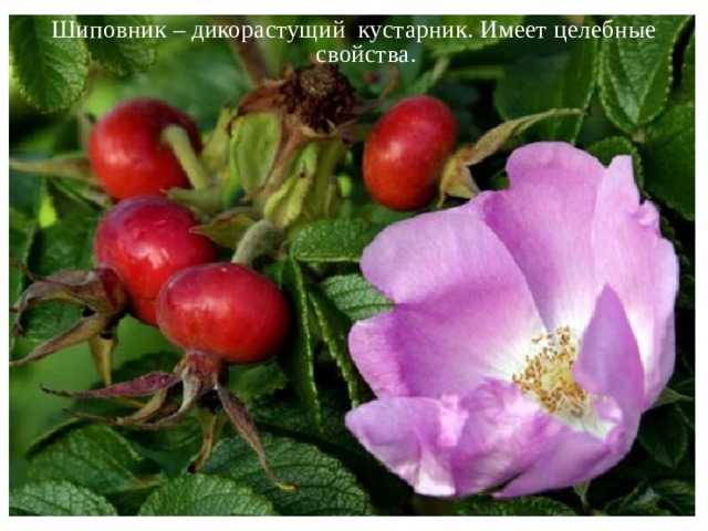 Шиповник – дикорастущий кустарник. Имеет целебные свойства.