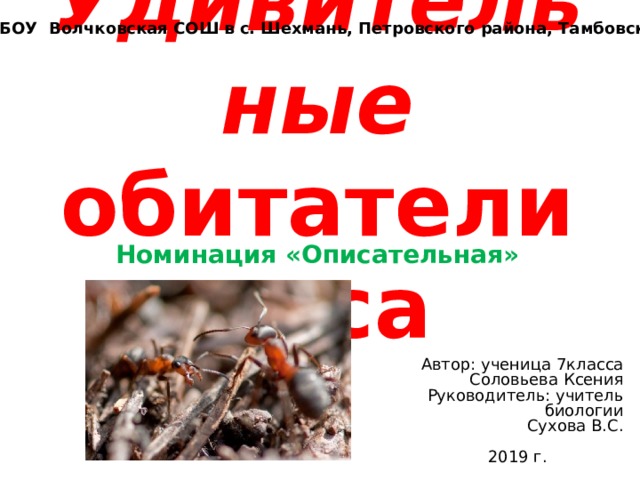 Филиал МБОУ Волчковская СОШ в с. Шехмань, Петровского района, Тамбовской области . Удивительные обитатели леса Номинация «Описательная» Автор: ученица 7класса  Соловьева Ксения  Руководитель: учитель биологии  Сухова В.С. 2019 г.  