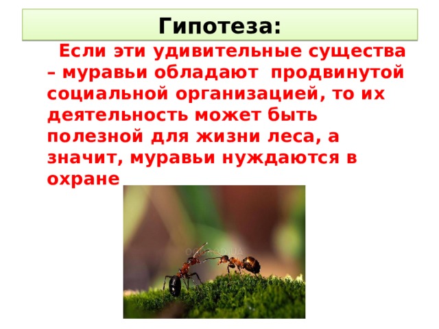 Гипотеза:  Если эти удивительные существа – муравьи обладают продвинутой социальной организацией, то их деятельность может быть полезной для жизни леса, а значит, муравьи нуждаются в охране 