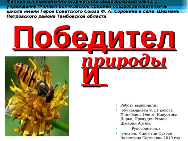 Филиал муниципального бюджетного общеобразовательного учреждения Филиал Волчковской средней общеобразовательной школа имени Героя Советского Союза Ф. А. Сорокина в селе Шехмань Петровского района Тамбовской области Победители  природы  Работу выполнили :  обучающиеся 9, 11 класса Поплёвина Олеся, Капустина Дарья, Прокудин Роман, Шмарин Артём.   Руководитель :  учитель биологии Сухова Валентина Сергеевна 2019 год   
