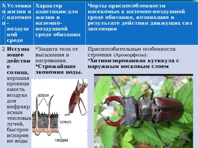 № п/п Условия жизни в наземно-воздушной среде 2 Характер адаптации для жизни в наземно-воздушной среде обитания Иссушающее действие солнца, хорошая проницаемость воздуха для инфракрасных тепловых лучей, быстрое испарение воды Черты приспособленности насекомых к наземно-воздушной среде обитания, возникшие в результате действия движущих сил эволюции *Защита тела от высыхания и нагревания. *Строжайшая экономия воды.  Приспособительные особенности строения (Ароморфозы): * Хитинизированная кутикула с наружным восковым слоем  
