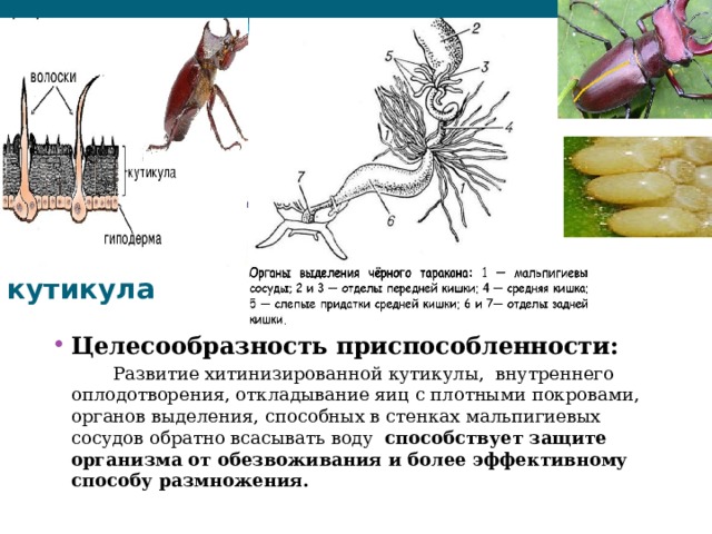 кутикула Целесообразность приспособленности:  Развитие хитинизированной кутикулы, внутреннего оплодотворения, откладывание яиц с плотными покровами, органов выделения, способных в стенках мальпигиевых сосудов обратно всасывать воду способствует защите организма от обезвоживания и более эффективному способу размножения.  