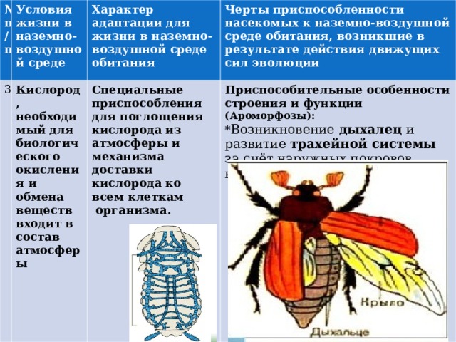 Характер адаптаций