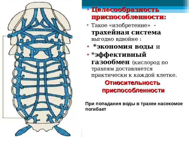 Целесообразность приспособленности: Такое «изобретение» - трахейная система выгодно вдвойне :  *экономия воды и * эффективный газообмен (кислород по трахеям доставляется практически к каждой клетке. Относительность  приспособленности При попадания воды в трахеи насекомое погибает 