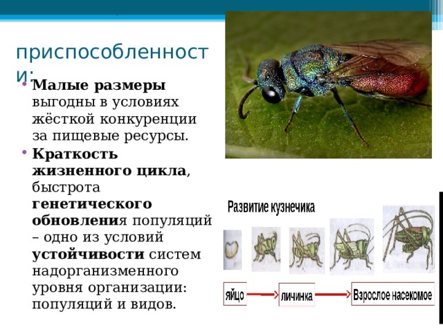Целесообразность  приспособленности: Малые размеры выгодны в условиях жёсткой конкуренции за пищевые ресурсы. Краткость жизненного цикла , быстрота генетического обновлени я популяций – одно из условий устойчивости систем надорганизменного уровня организации: популяций и видов.  
