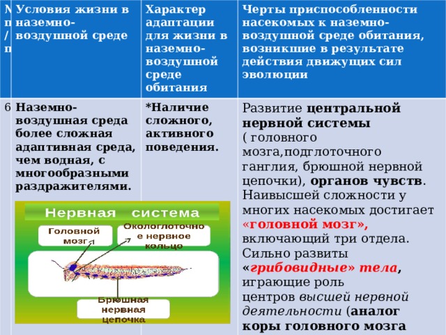 № п/п Условия жизни в наземно-воздушной среде 6 Характер адаптации для жизни в наземно-воздушной среде обитания Наземно-воздушная среда более сложная адаптивная среда, чем водная, с многообразными раздражителями.  Черты приспособленности насекомых к наземно-воздушной среде обитания, возникшие в результате действия движущих сил эволюции *Наличие сложного, активного поведения.  Развитие центральной нервной системы ( головного мозга,подглоточного ганглия, брюшной нервной цепочки), органов чувств . Наивысшей сложности у многих насекомых достигает « головной мозг», включающий три отдела. Сильно развиты « грибовидные »  тела , играющие роль центров  высшей нервной деятельности  ( аналог  коры головного мозга позвоночных). 