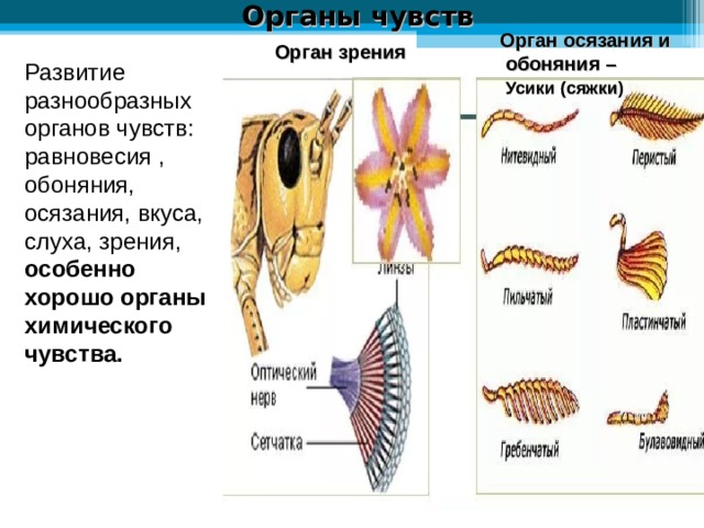 Органы чувств насекомых. Органы обоняния у насекомых. Органы чувств бабочки. А У насекомых органы вкуса и обоняния.