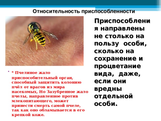 Относительность приспособленности Приспособления направлены не столько на пользу особи, сколько на сохранение и процветание вида, даже, если они вредны отдельной особи. * Пчелиное жало  приспособительный орган, способный защитить колонию пчёл от врагов из мира насекомых, Но Зазубренное жало пчелы, направленное против млекопитающего, может принести смерть самой пчеле, так как оно обламывается в его крепкой коже.  