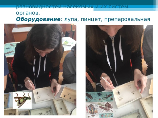 Материал : коллекция насекомых, иллюстрации разновидностей насекомых и их систем органов.  Оборудование : лупа, пинцет, препаровальная игла   