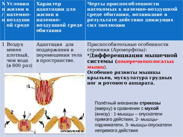 № п/п Условия жизни в наземно-воздушной среде  1 Характер адаптации для жизни в наземно-воздушной среде обитания Воздух менее плотный, чем вода (в 800 раз) Черты приспособленности насекомых к наземно-воздушной среде обитания, возникшие в результате действия движущих сил эволюции Адаптация для поддержания и перемещения тела в пространстве. Приспособительные особенности строения (Ароморфозы): * Дифференциация мышечной системы ( поперечнополосатых мышц ). Особенно развиты мышцы крыльев, мускулатура грудных ног и ротового аппарата.  1 Полётный механизм стрекозы (вверху) в сравнении с мухой (внизу) : 1-мышцы – опускатели прямого действия, 2- мышцы- подниматели, 3- мышцы-опускатели непрямого действия 2 3 