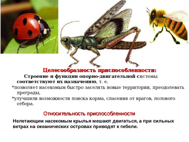 Целесообразность приспособленности:  Строение и функции опорно-двигательной с истемы: соответствуют их назначению , т. е. *позволяет насекомым быстро заселять новые территории, преодолевать преграды, *улучшили возможности поиска корма, спасения от врагов, полового отбора. Относительность приспособленности Нелетающим насекомым крылья мешают двигаться, а при сильных ветрах на океанических островах приводят к гибели.  