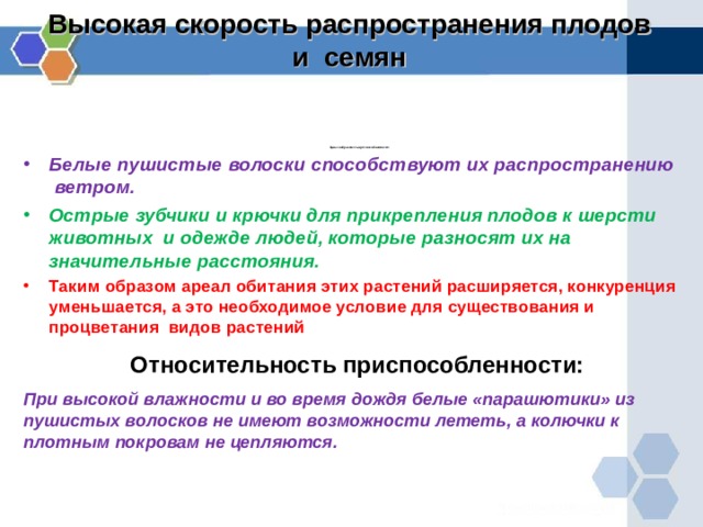 Высокая скорость распространения плодов и семян            Целесообразность приспособленности:  Белые пушистые волоски способствуют их распространению ветром. Острые зубчики и крючки для прикрепления плодов к шерсти животных и одежде людей, которые разносят их на значительные расстояния. Таким образом ареал обитания этих растений расширяется, конкуренция уменьшается, а это необходимое условие для существования и процветания видов растений Относительность приспособленности:  При высокой влажности и во время дождя белые «парашютики» из пушистых волосков не имеют возможности лететь, а колючки к плотным покровам не цепляются.  