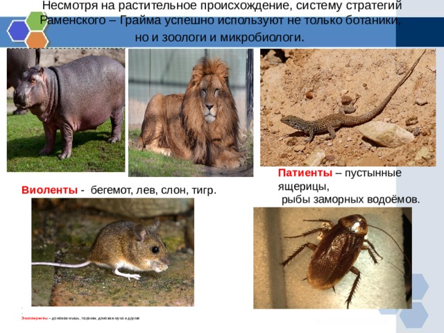 Несмотря на растительное происхождение, систему стратегий Раменского – Грайма успешно используют не только ботаники,  но и зоологи и микробиологи .   Патиенты – пустынные ящерицы,  рыбы заморных водоёмов. Виоленты - бегемот, лев, слон, тигр. . . Эксплеренты – домовая мышь, таракан, домовая муха и другие 