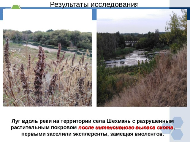 Результаты исследования Луг вдоль реки на территории села Шехмань с разрушенным растительным покровом после интенсивного выпаса скота , первыми заселили эксплеренты, замещая виолентов. 