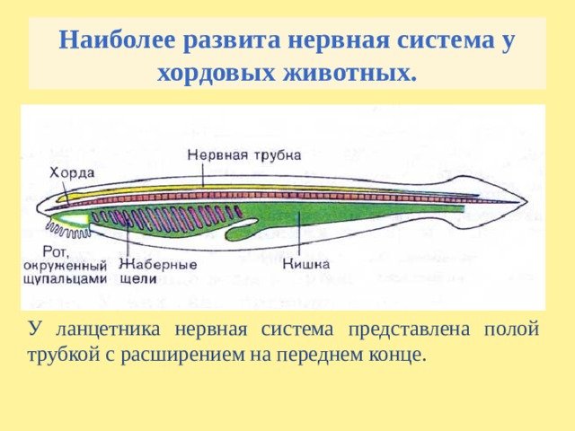 Наиболее развита нервная система у хордовых животных. У ланцетника нервная система представлена полой трубкой с расширением на переднем конце. 