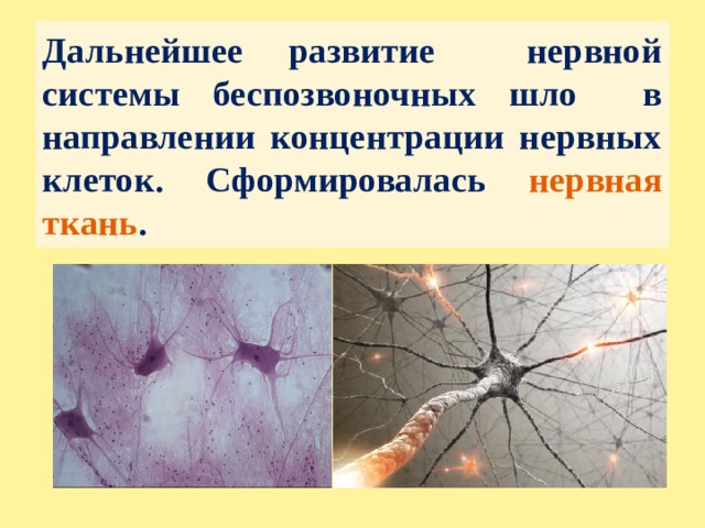 Дальнейшее развитие нервной системы беспозвоночных шло в направлении концентрации нервных клеток. Сформировалась нервная ткань . 